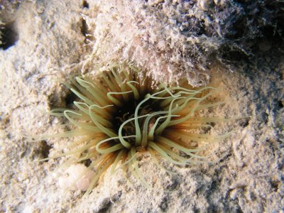 Sea anemone