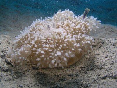 It took us a while to figure this creature out. It looked like an anemone, but the base was pulsing.