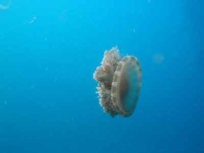 The upside-down jellyfish came to the Med from the Red Sea via the Suez Canal.