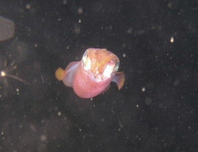 Here is a squid on the night dive we did at Ovacik.