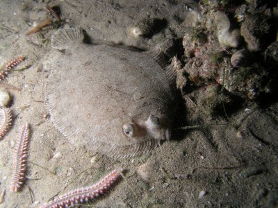 Here is a small flounder that blended with the sand.