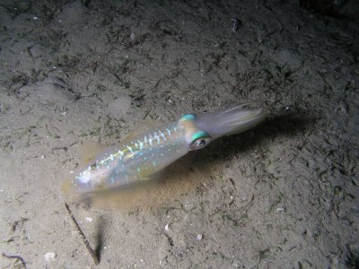 This squid flashed its beautiful colors