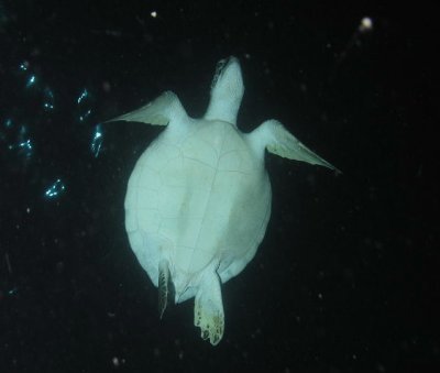 Bob found a turtle