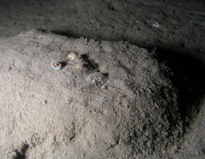 I found a pair of eyes in the sand, in the middle of a mound.  I had no idea what was connected to the eyes.