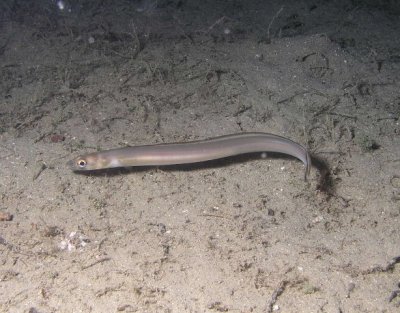 Conger eel--most of them buried themselves in the sand before I could photograph them