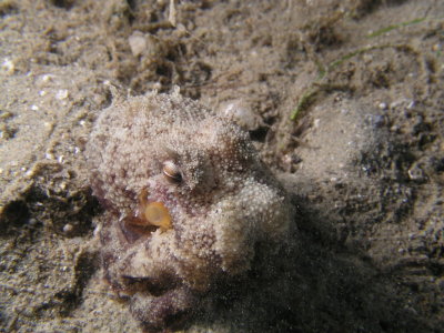 This set of eyeballs belong to an octopus.  It was amazing to watch it sink into the sand for protection.