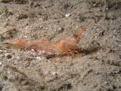 Here is a smallish shrimp, about 1.5 long