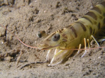 Here is another tiger prawn, not as big as the first