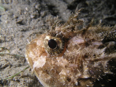 A shot of a rockfish--there is an isopod on its cheek