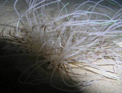 Another sea anemone.  My strobe was dead so I tried to use my interna flash