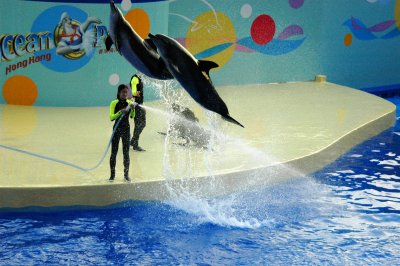 dolphin show