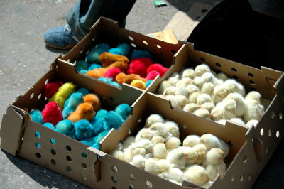 colored chicks for .... ???