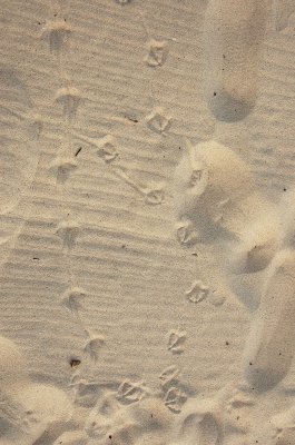Tread lightly - Seagull footprints in the sand on Bondi Beach