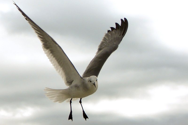 Seagull in flight