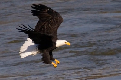 Bald Eagle Fishing