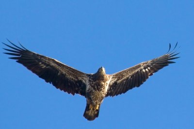 Golden Eagle