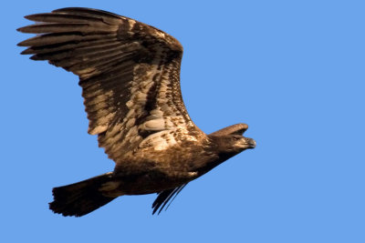 Golden Eagle Soaring