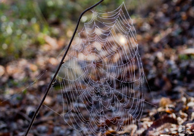 Spider web
