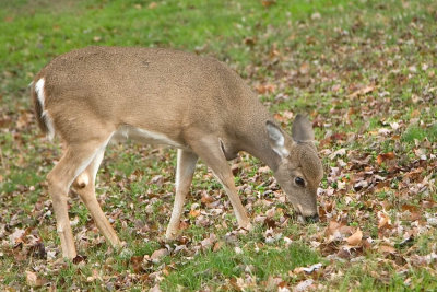 Deer on lawn at Turkey Point