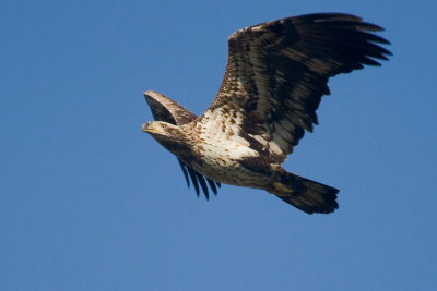 Immature Bald Eagle in Flight