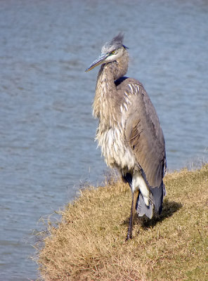 Blue heron on Golf Course