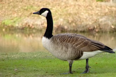 Canadian Goose on Golf Course