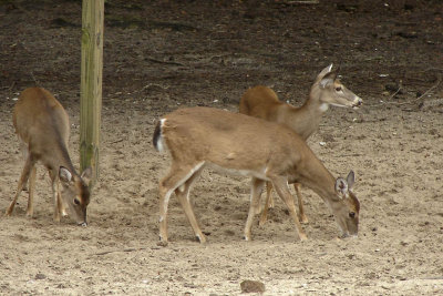 Deer at Brookgreen Gardens