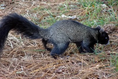 Raccoon Squirrel