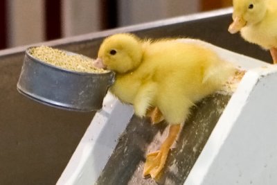 Farm Show 2007