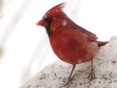 Another Snowy Male Cardinal