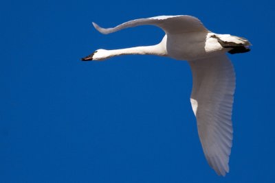 Tundra Swan