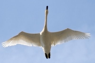 Tundra Swan in Flight