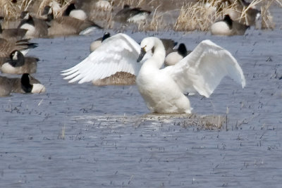 Tundra Swan Spreads it's Wings