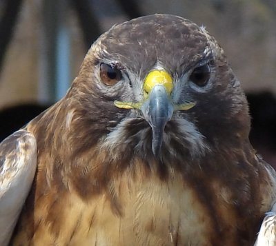 Red Tail Hawk Close Up