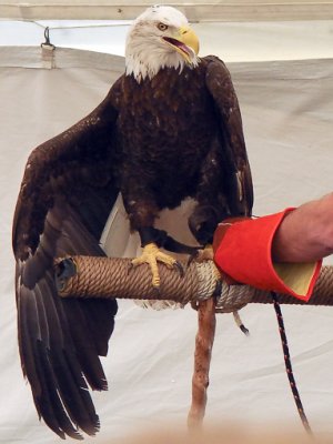 Unhappy Bald Eagle