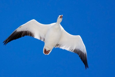 Snow Goose in Flight