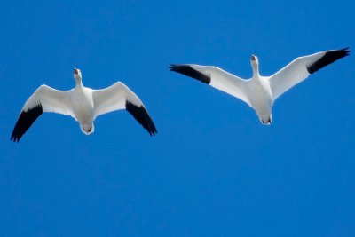 Snow Geese in Flight