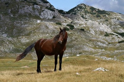Wild horse in the Upper Ališnica Valley