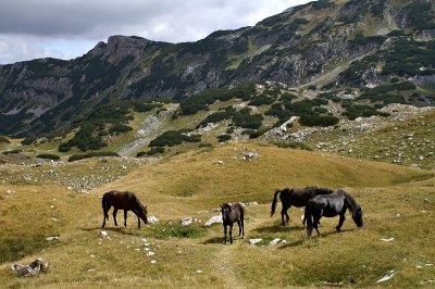 Wild horses, upper Ališnica Valley