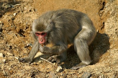 Monkey on Mt Misen, Miyajima