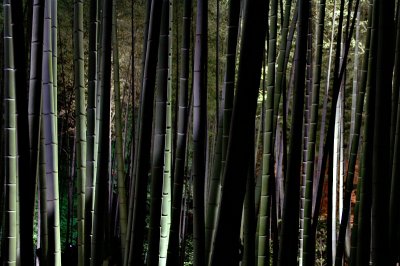 Bamboo forest at night, Kodai-ji