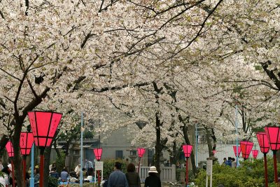 Cherry blossom in Osaka
