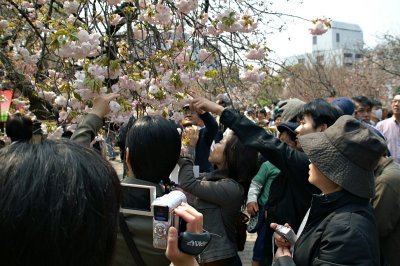 More cherry blossom fans