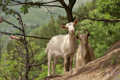 Goats near Kriva Palanka