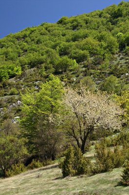 Galičica National Park