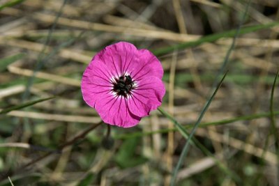 Wild flower, Galičica