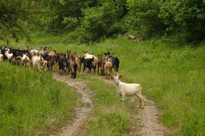 Goats in the Pelister foothills