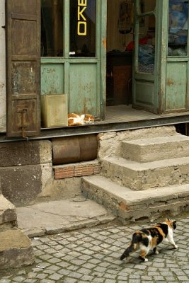 Bitola - cats in the old bazaar
