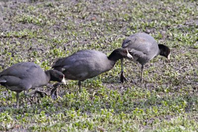 Coots Are Coming