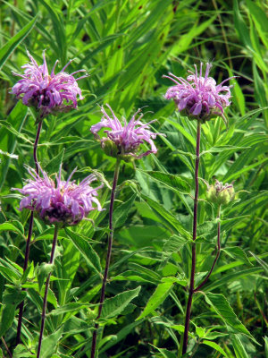 Prairie Wildflowers